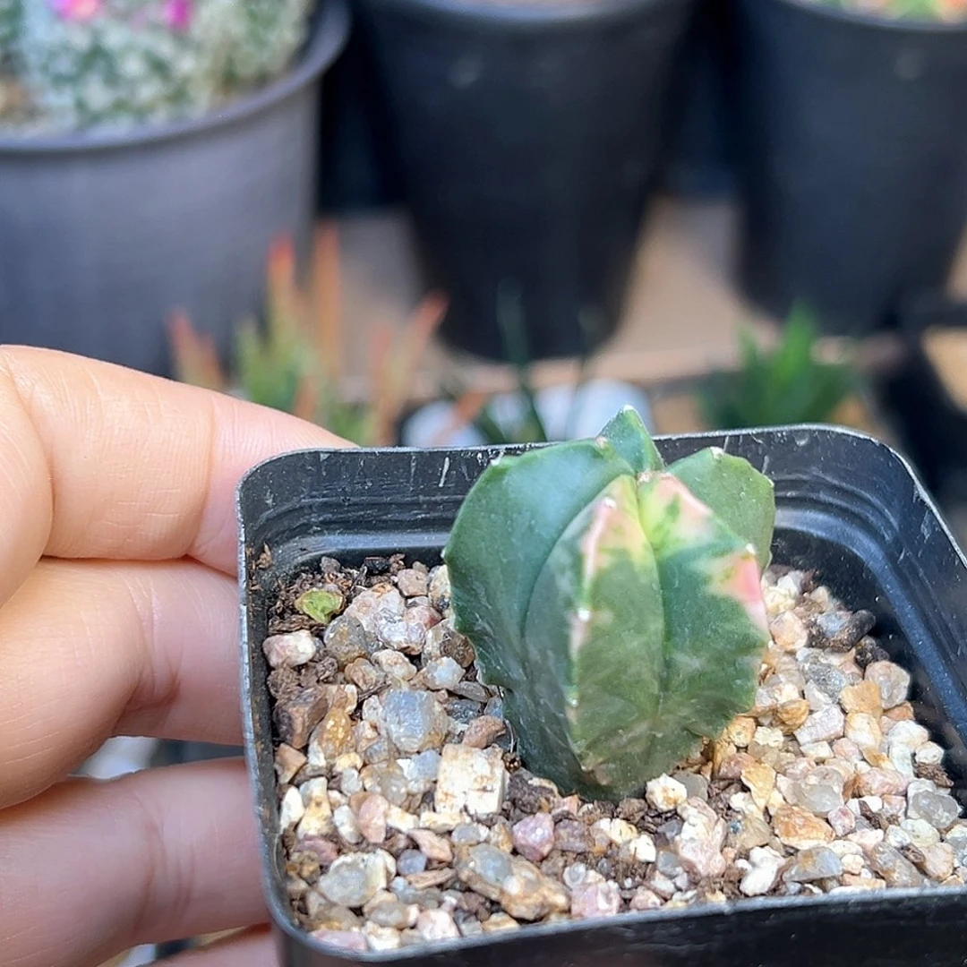 l鸾凤玉锦实生球2.8cm