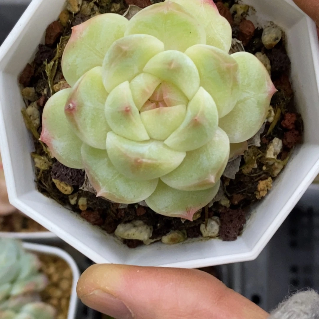 精品多肉一物一拍不包整221