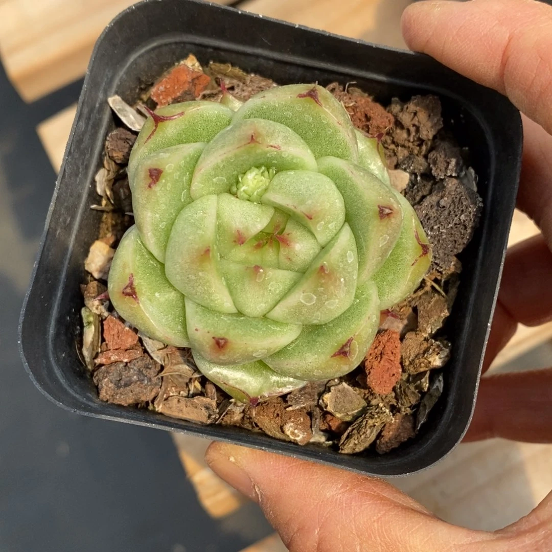 精品多肉一物一拍不包整35