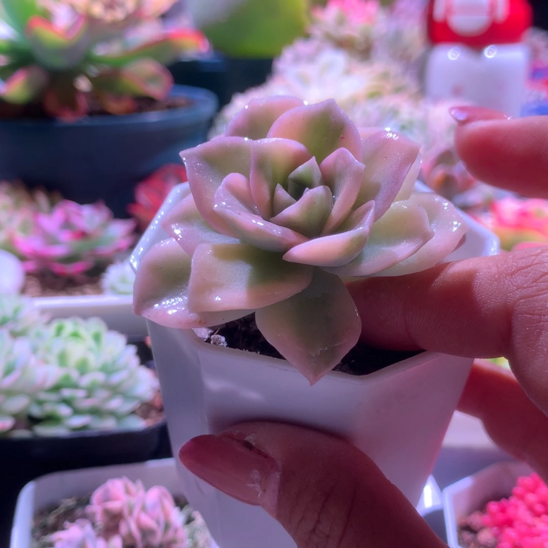 可爱玫瑰覆轮锦有根