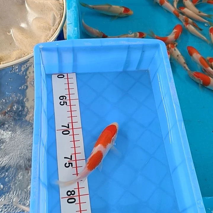 海水顺丰快递开箱包活，邮费到付1