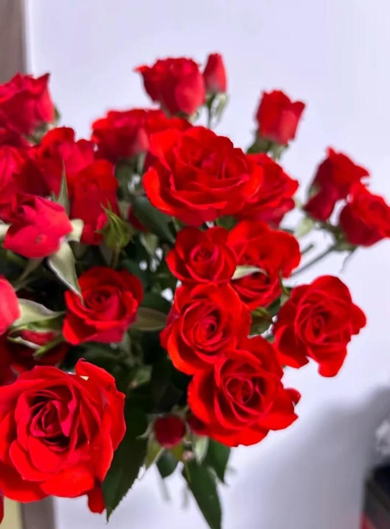 【红玫瑰福利】红玫瑰+艾莎+香水百合+向日葵+尤加利叶