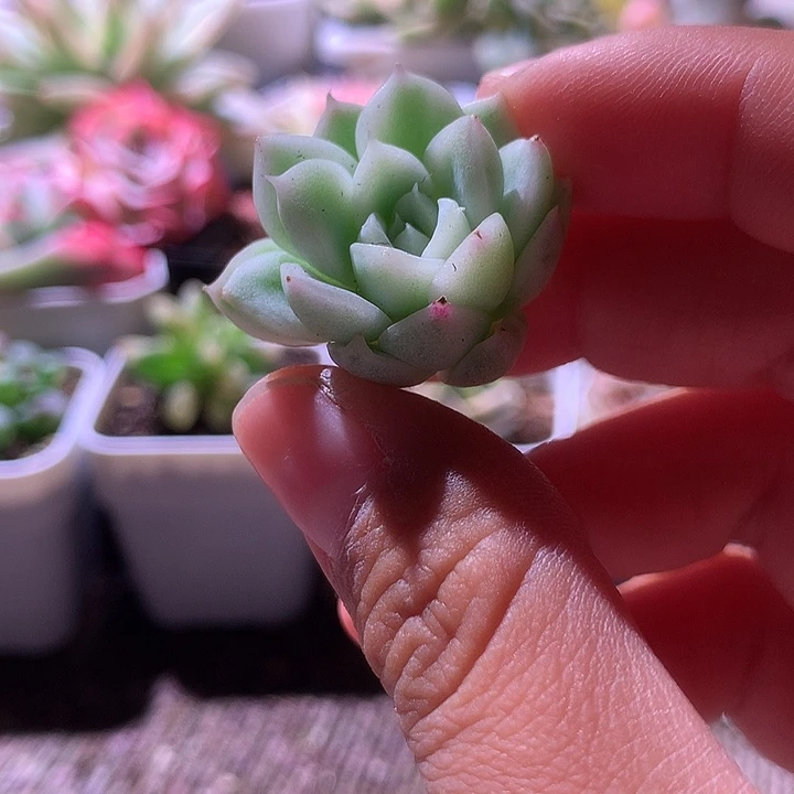 麦秆瓷白基因有杆子