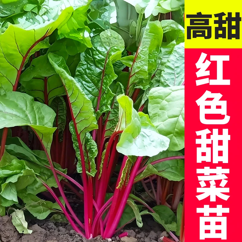 红甜菜苗黄梗叶甜菜叶用黄红甜菜秧苗四季春秋食用阳台盆栽蔬菜苗