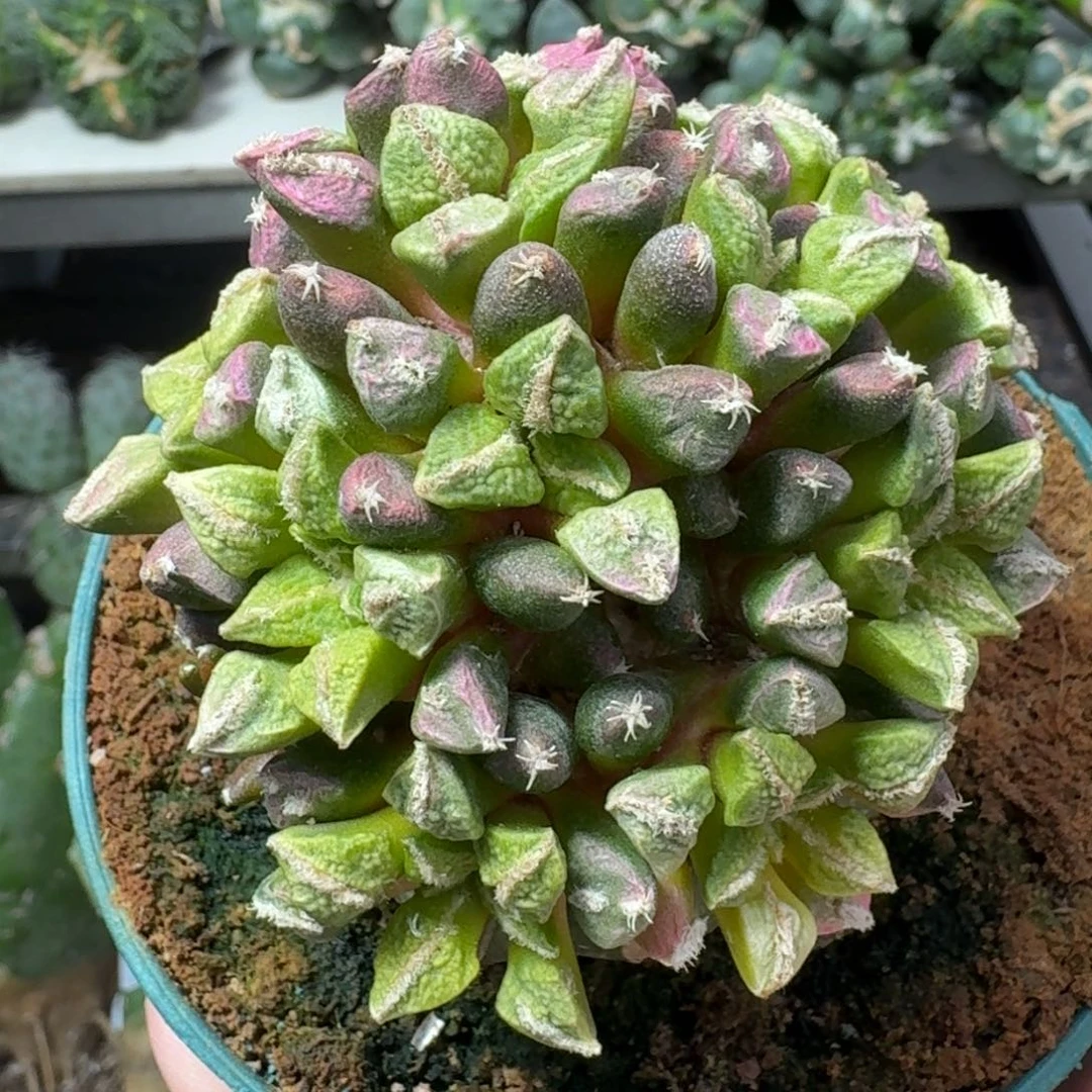 【闪购商品】无花朵群头黑牡丹锦苗接