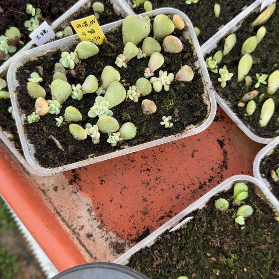 风花05 穴一个满25包邮