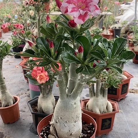 【闪购商品】无花朵Y**H绿植