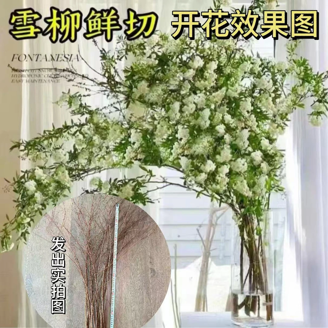 雪柳【遇水成活】盆栽水样开花水培雪花植物花卉遇水枯木室内蓬绿植