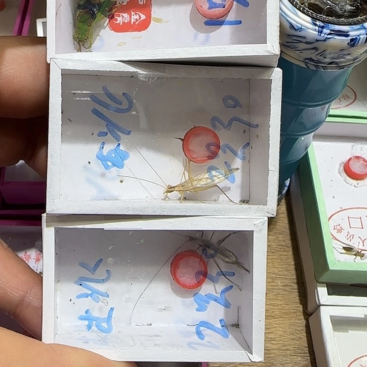 一只霍式两只竹蚙110