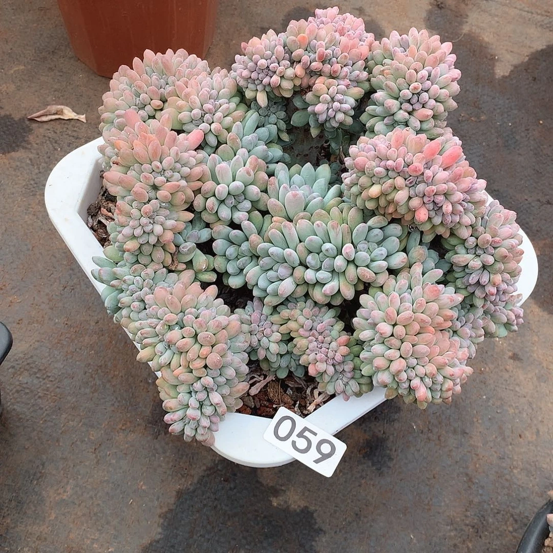 059灯美人 一物一拍多肉