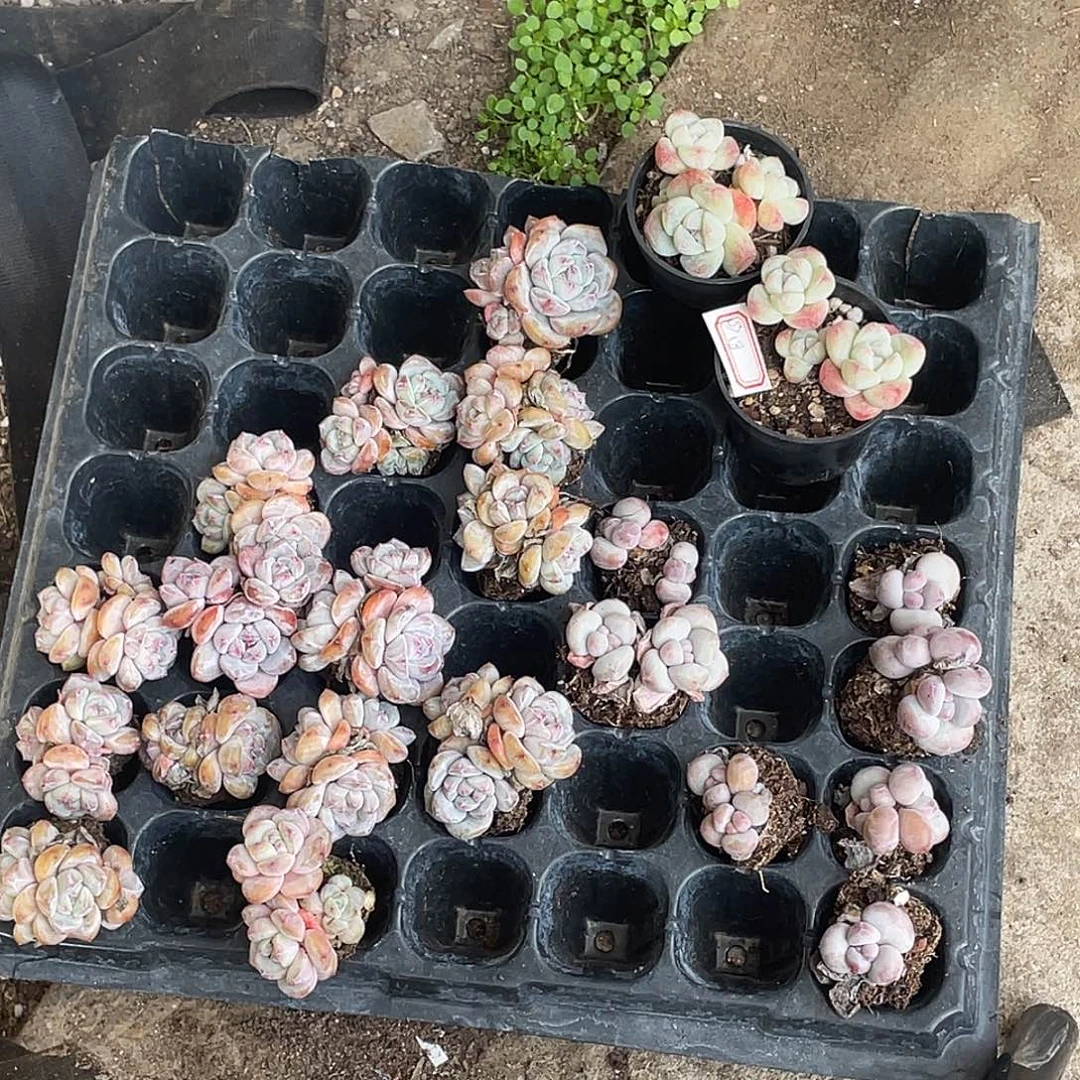 星影14棵冰玉2棵香水7棵