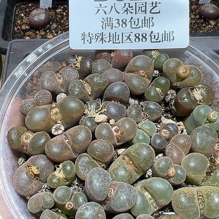 622号特价风铃一盒