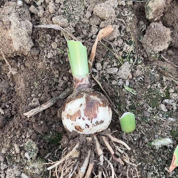 鬼魅有标带土五包对版