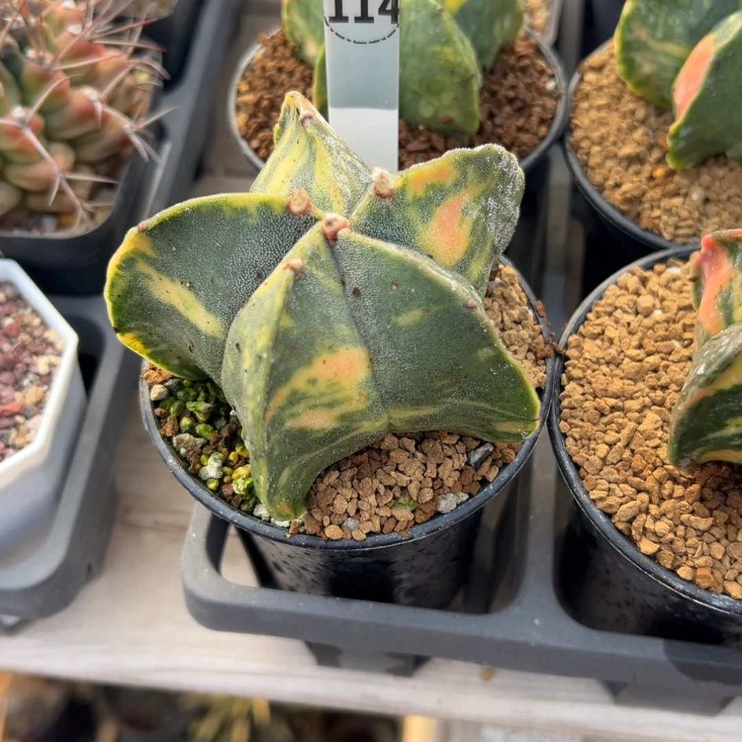 ꧁***꧂银沙鸾凤玉多肉植物带盆土114