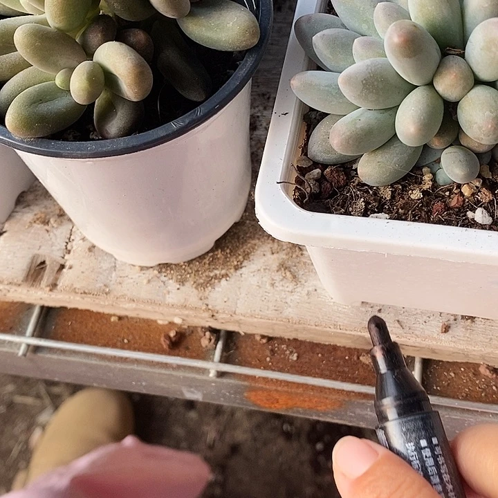 清*蓮汤圆朵朵缀1235条花落09“l