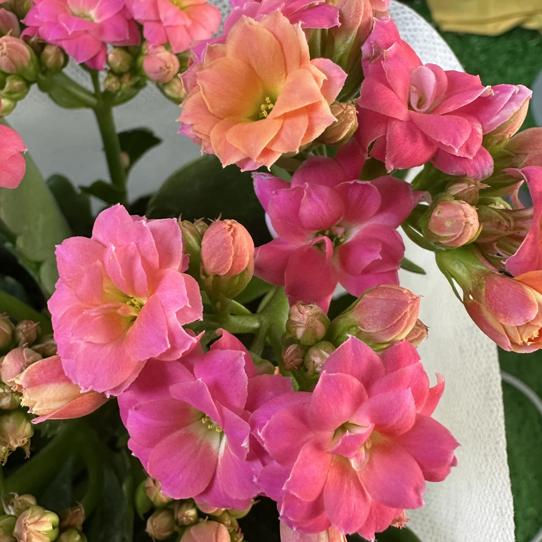 【霞光】110盆一代种苗长寿 稀有品种 基地直发