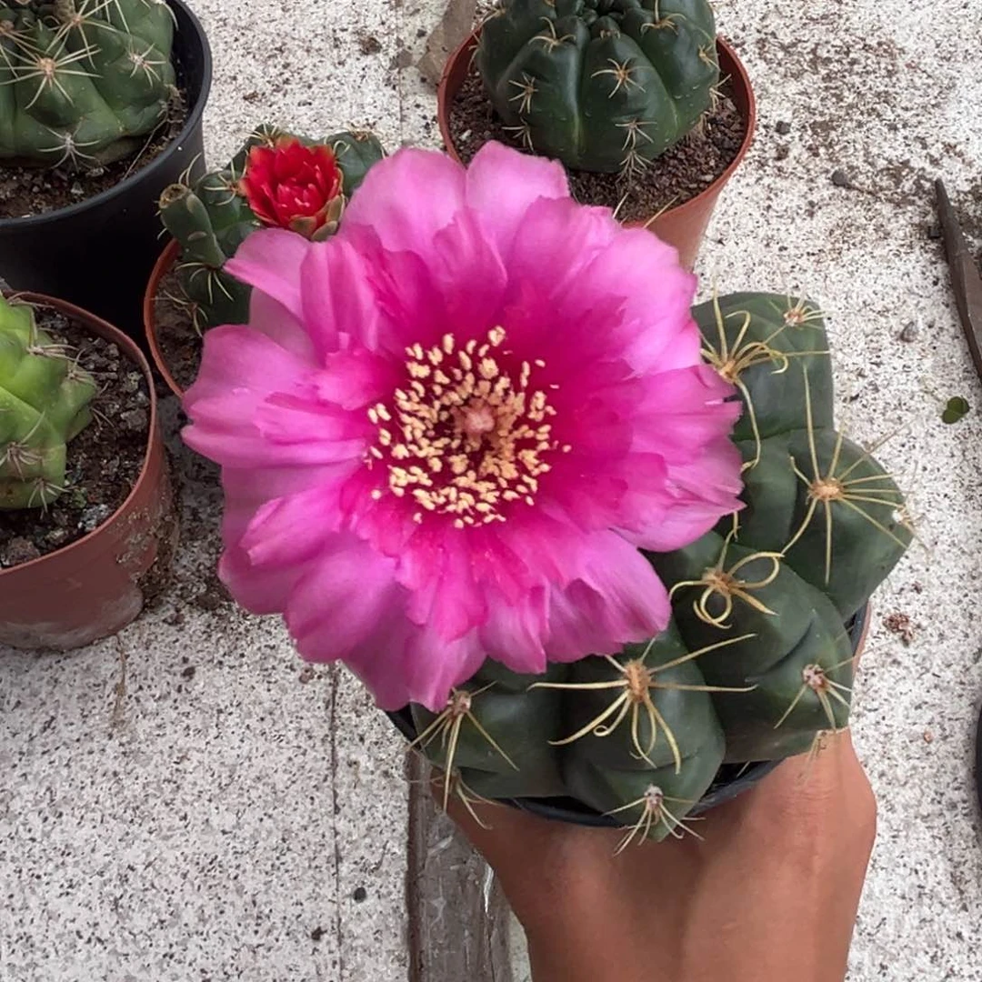 时****。实生美花海王仙人球