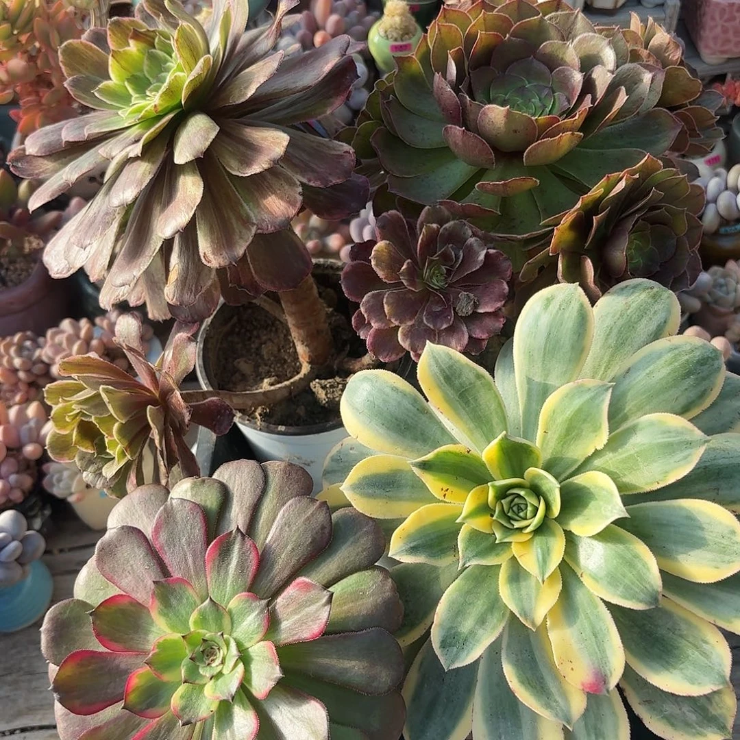 框拍一物一拍编号270