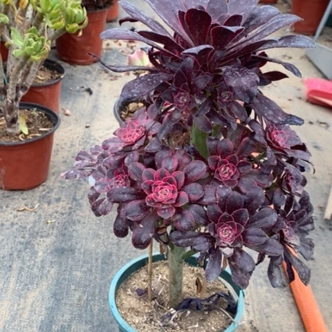 丽娜多肉植物091