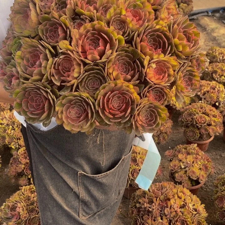 可***a万圣节七彩多肉植物