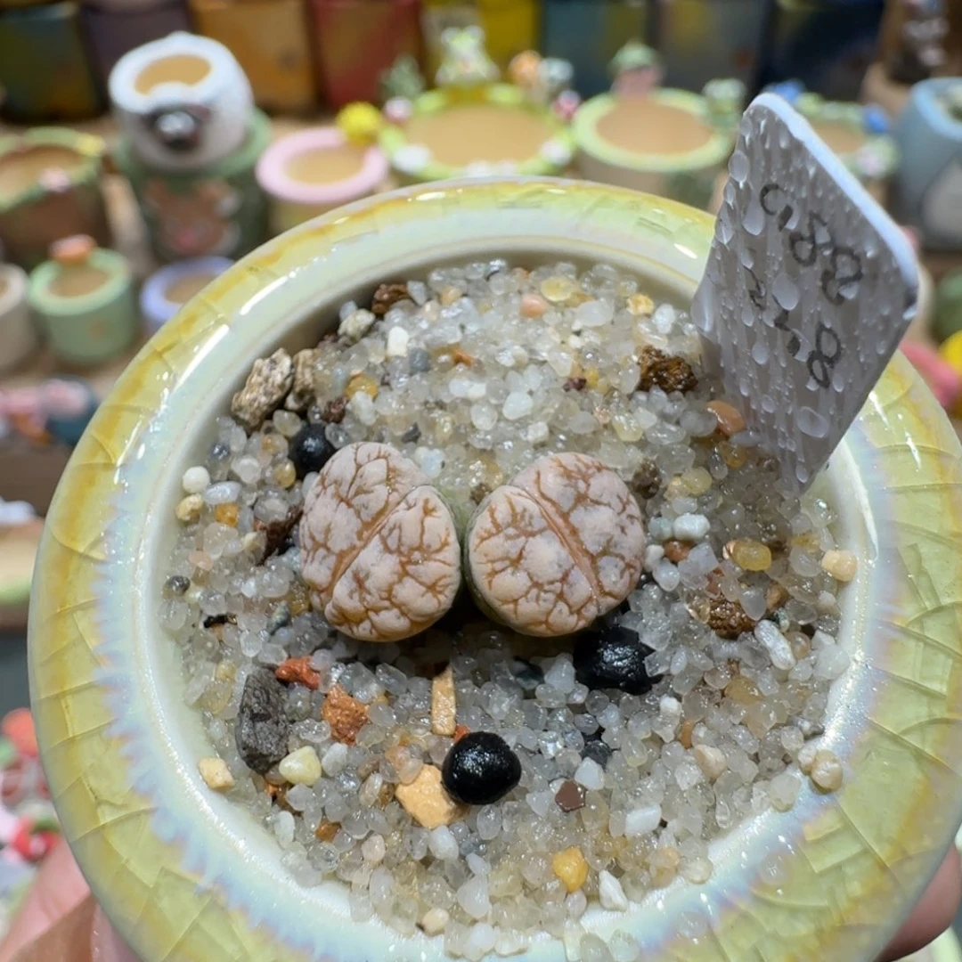 蘑菇1026云映多肉植物