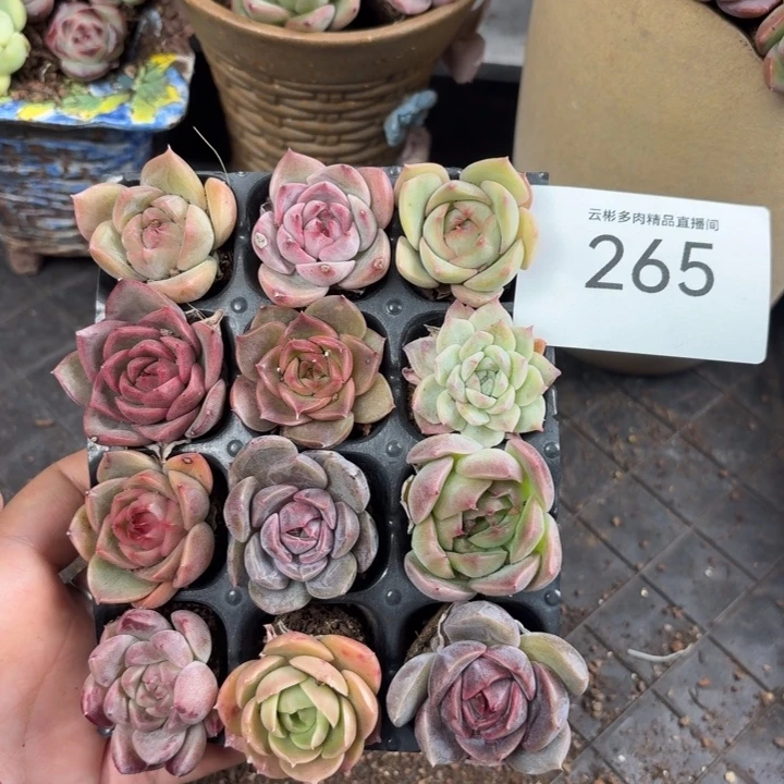 聆***浪265。