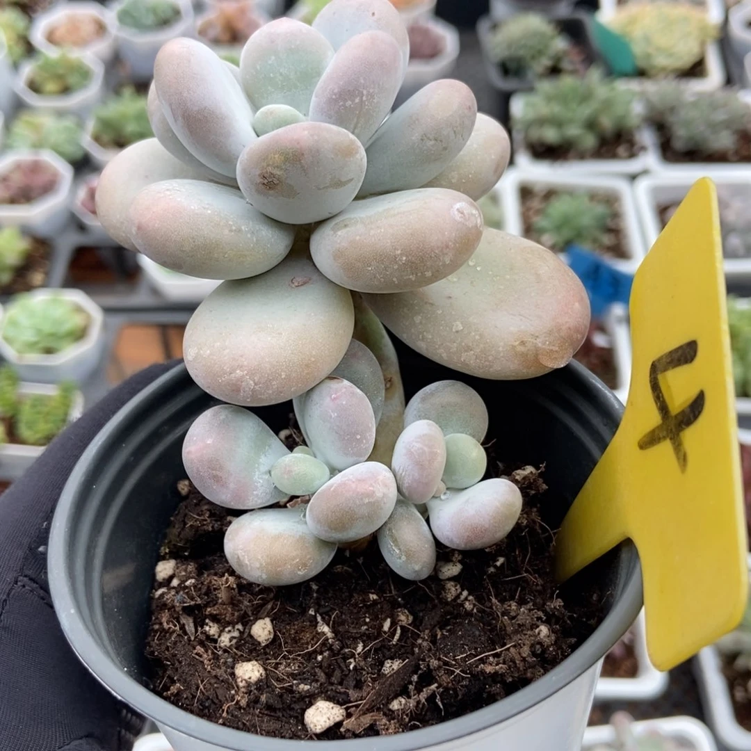 4橙雪球多肉植物保护