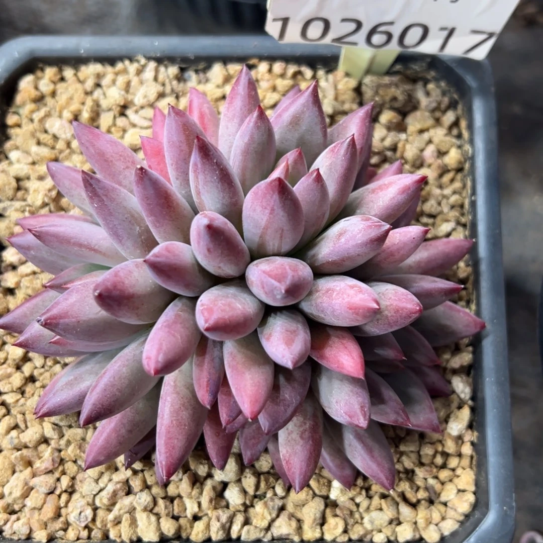 1026017 流沙体虞美人