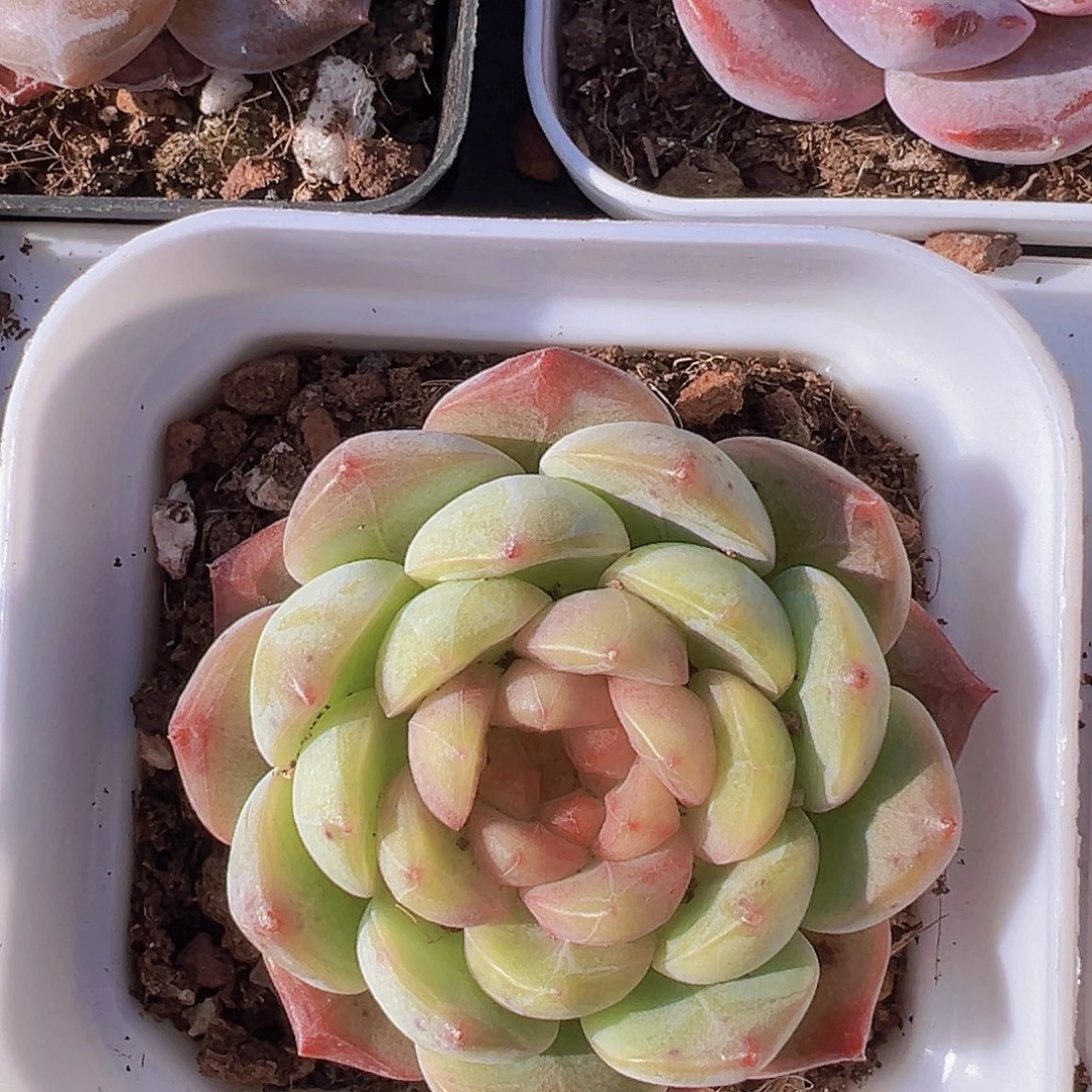 葡萄珍妮19包邮多肉
