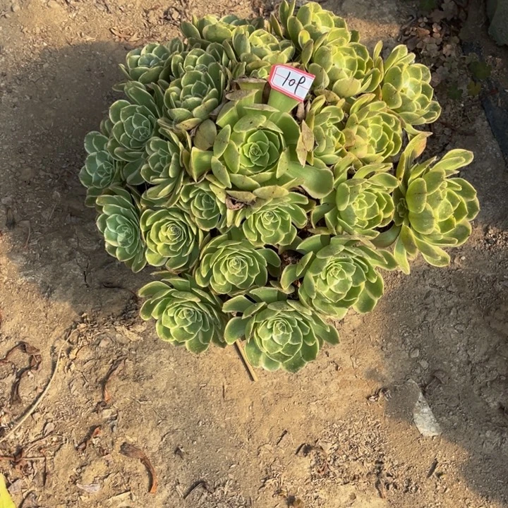 李***2109粉花妖多肉植物法师