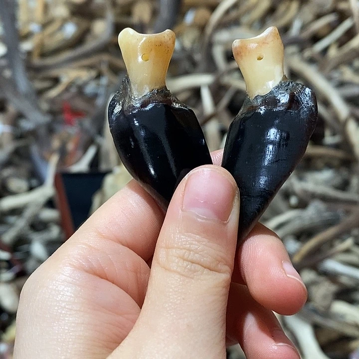 非金属鹿蹄鹿蹄鹿蹄