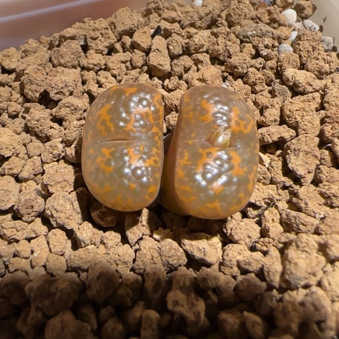 肉锥多肉植物组合-k勋1615