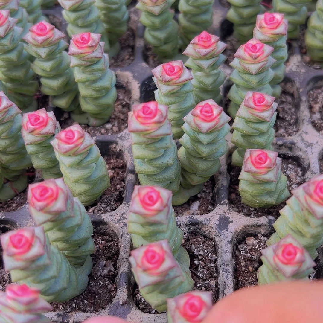 钱串5颗19包邮多肉