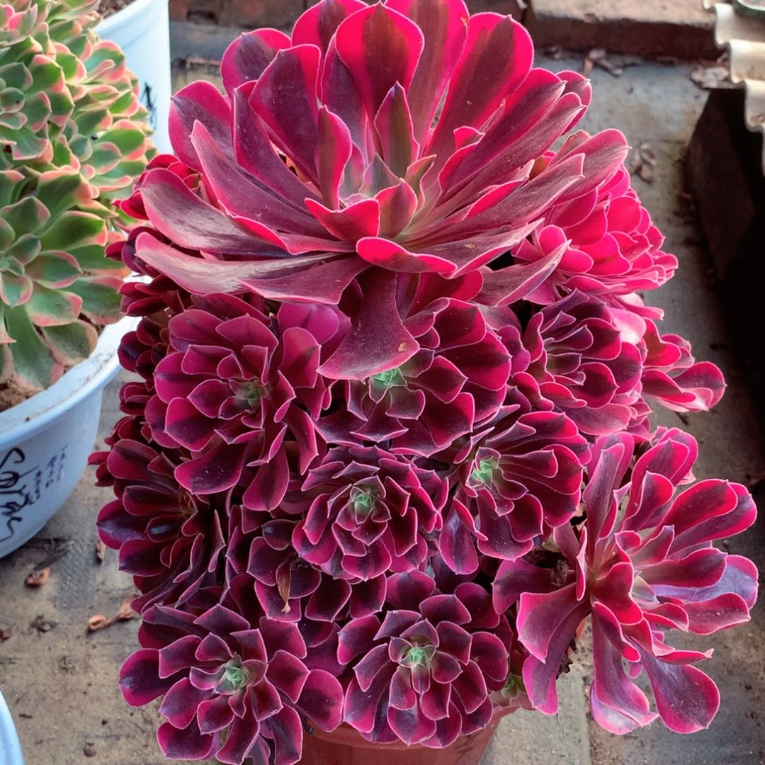 美杜莎，多肉植物的