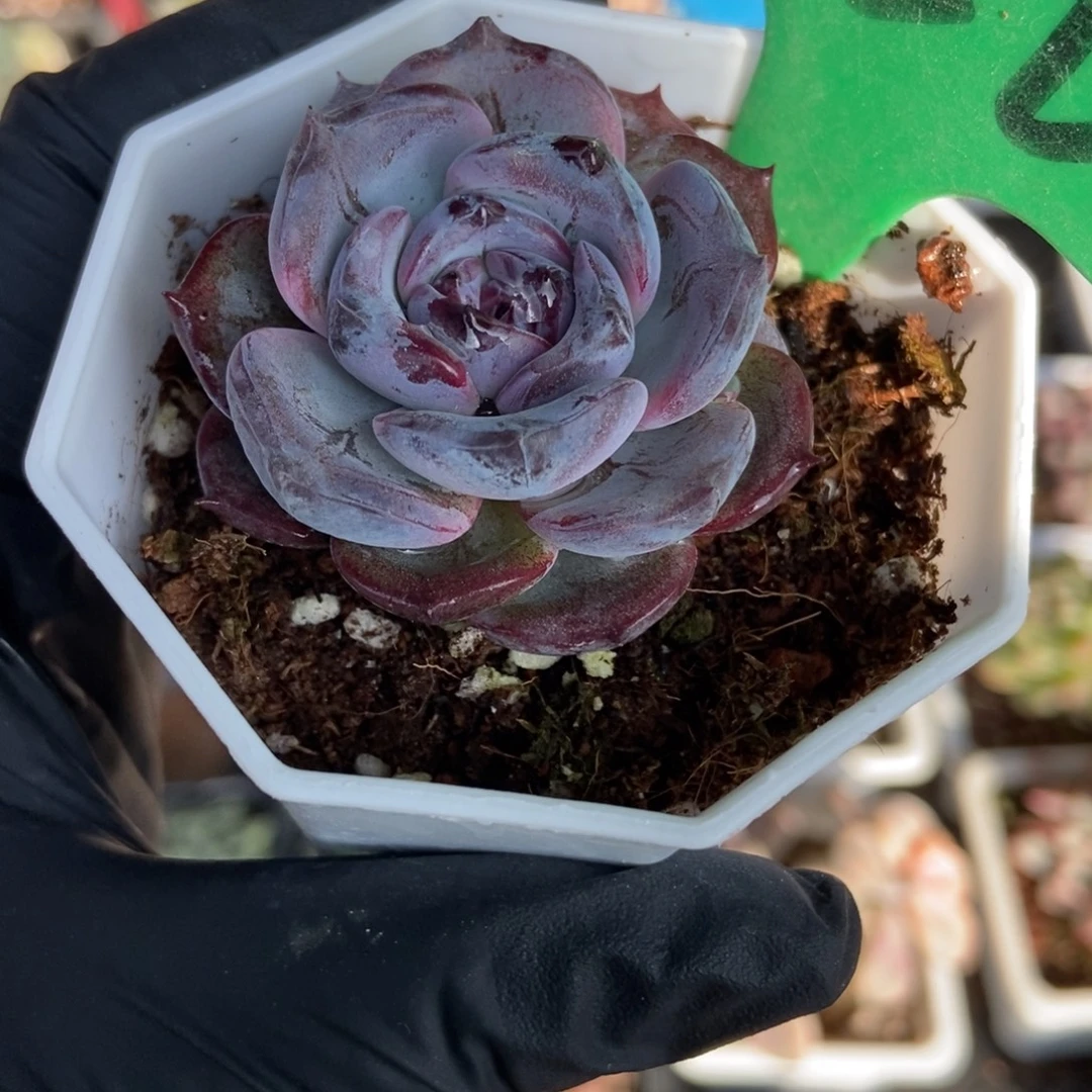 750黑橙多肉植物多肉