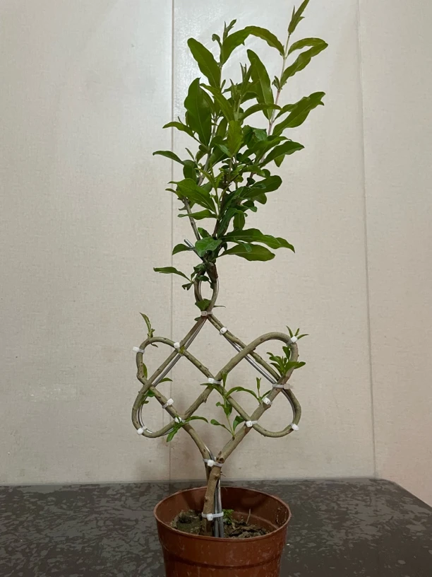 石榴树盆栽一物一拍