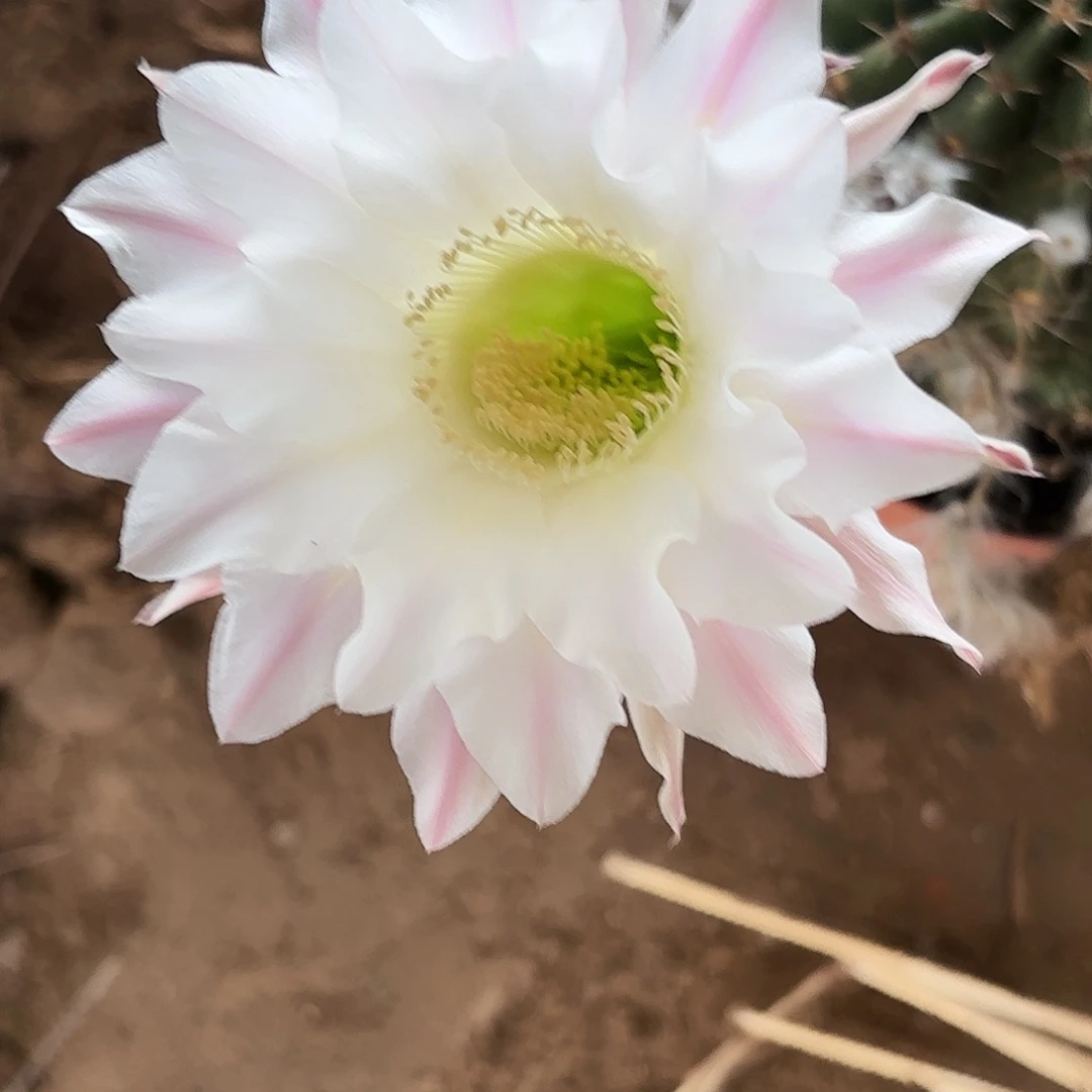 617侧牙20包邮仙人球瑕疵