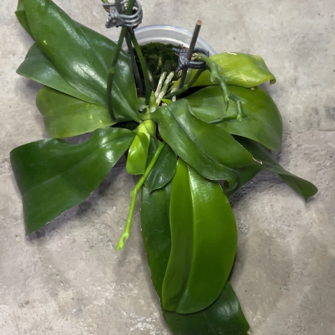 完全开放l571三寸盈收三号双苗