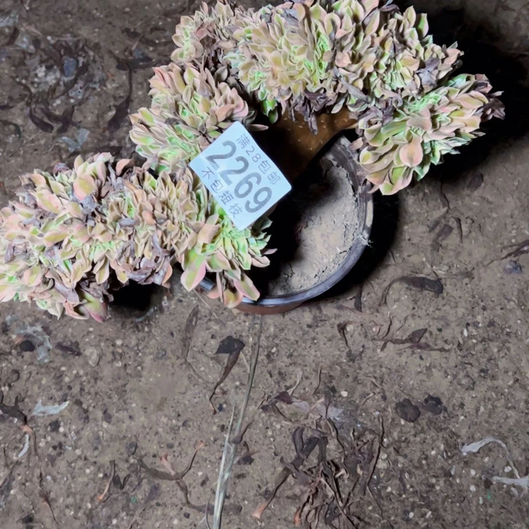 女郎缀多肉植物2269法师