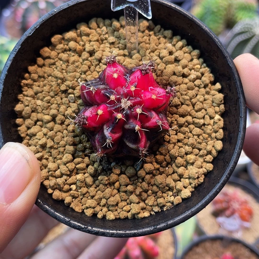 1-127上海侧芽3.1厘米
