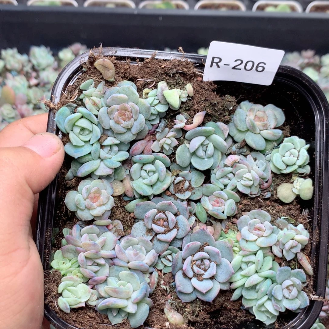 无花朵R206英语英语