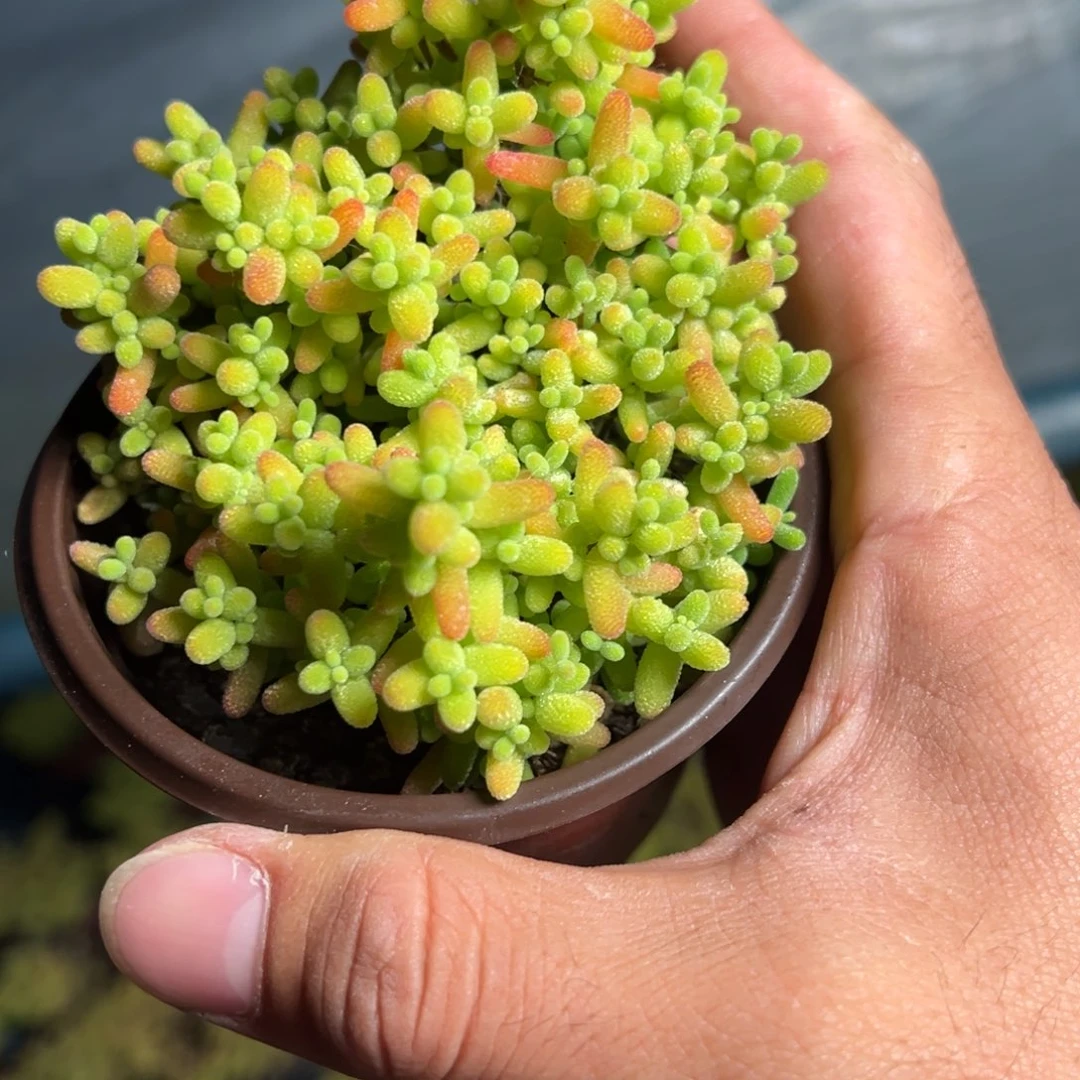 蜜橘糖球90杯满杯老桩福利