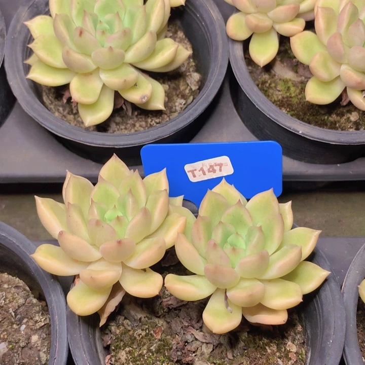 t147璀璨双头脱土