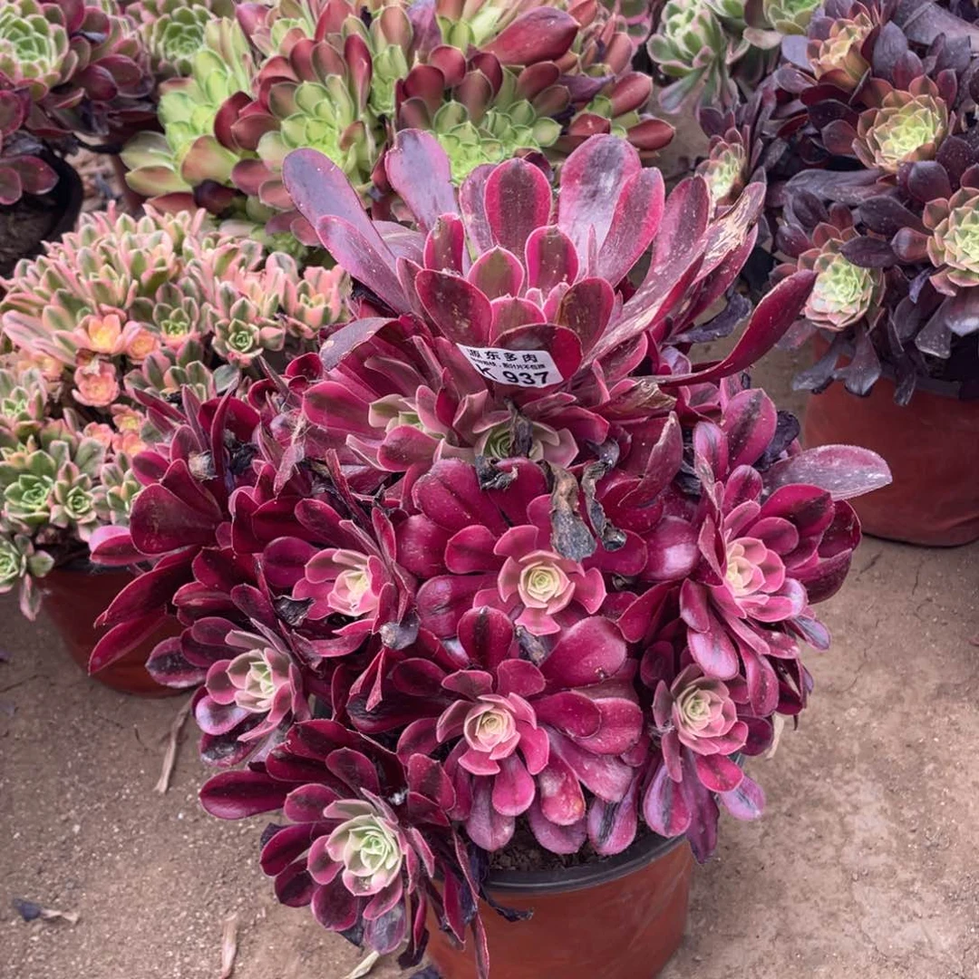 937美杜莎多肉法师断枝不包