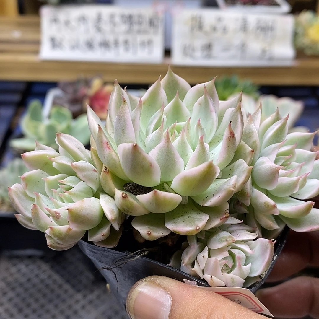 27230 玛格丽特锦自然群