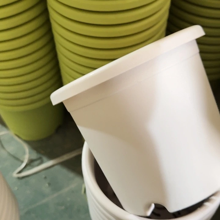 四季2号灰白无托10个