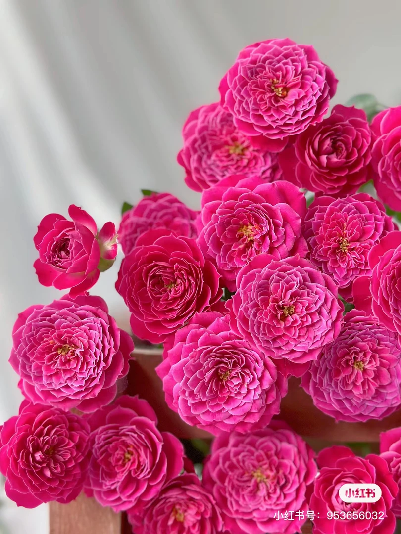 【花物语玫瑰】马里奥塔  任拍三单顺丰空运包邮鲜切花家居花店插花