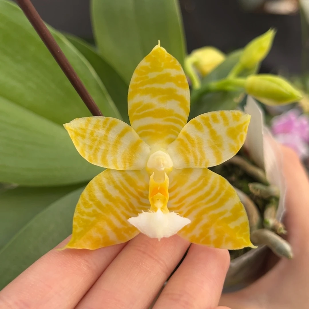 完全开放2.5寸林登戒指开花株