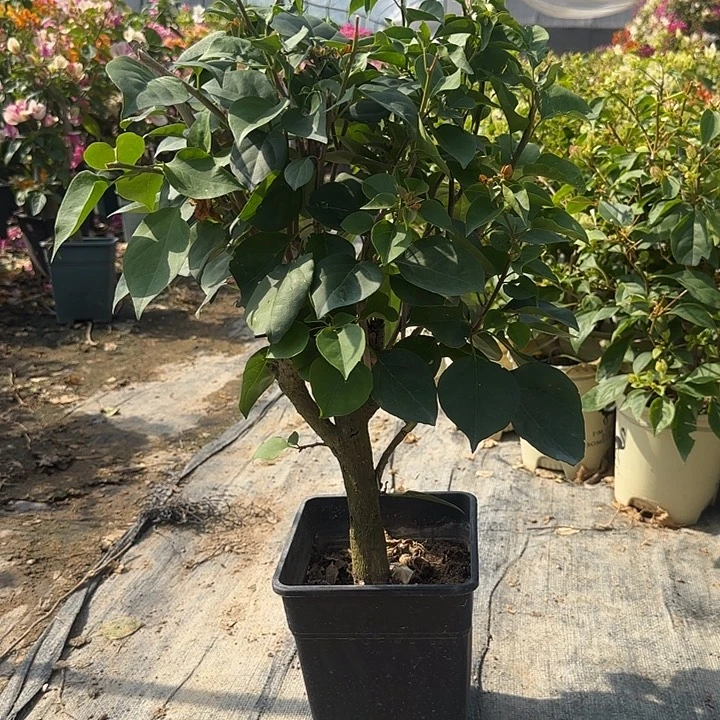 由***之完全开放哈哈哈哈哈哈哈哈哈