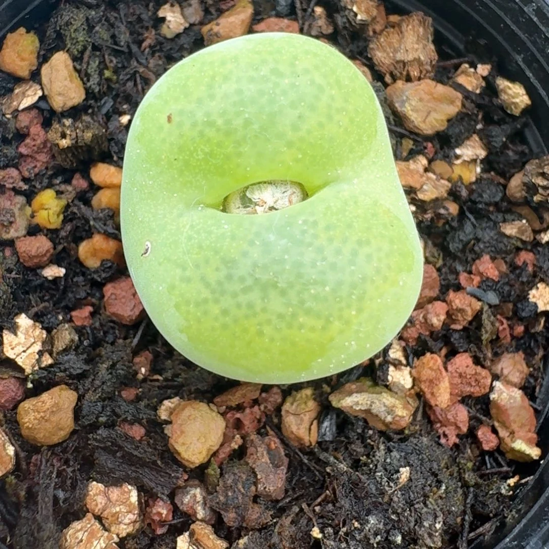 59带盆土发货翠光